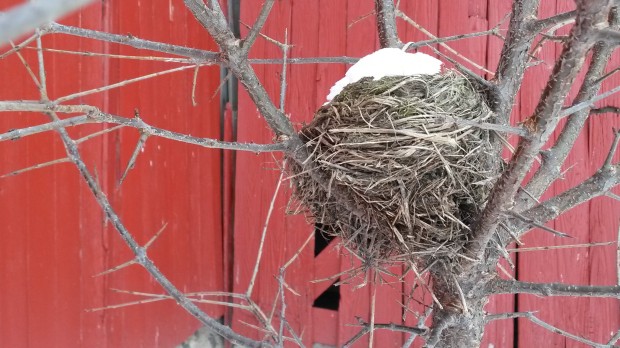 Bird's Nest with white footed mouse